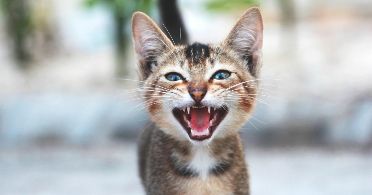 chat qui miaule