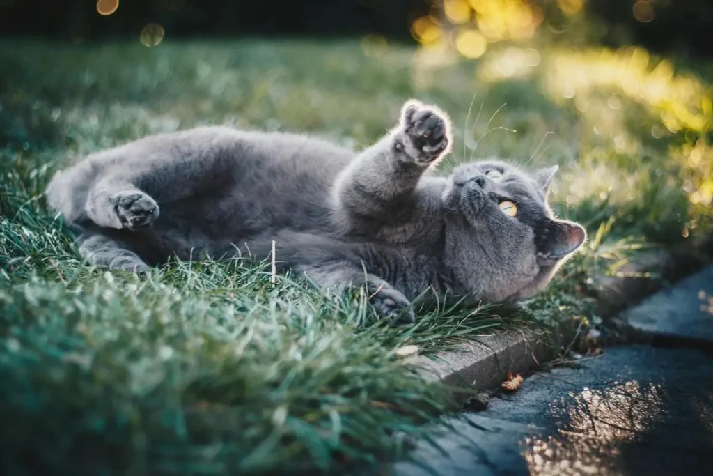 chat gris