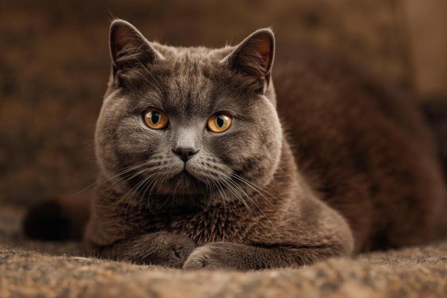 british shorthair marron