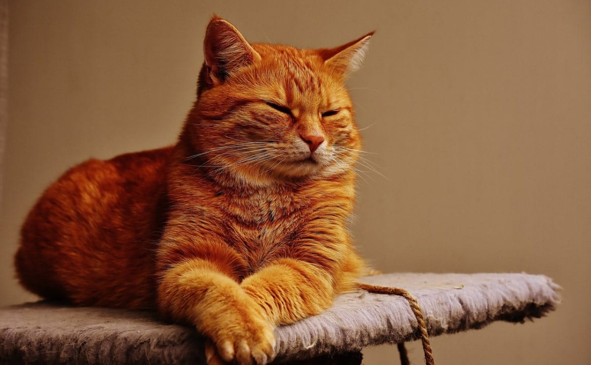 repos et confort pour chats